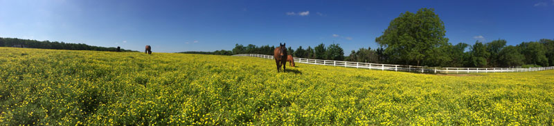 Buttercups