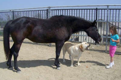 Life with Horses- One Less Unwanted Horse Life with Horses- One Less Unwanted Horse