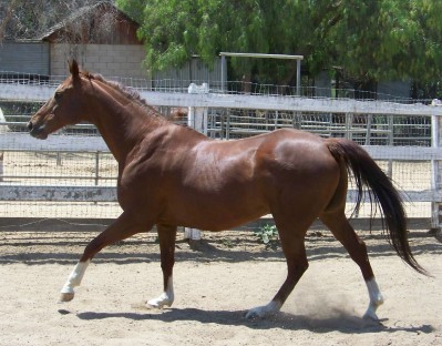 Life with Horses - Cat-Horse or Dog-Horse? You Decide.