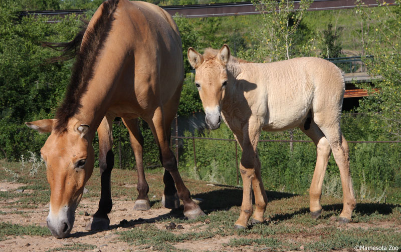 Przewalski's Horse