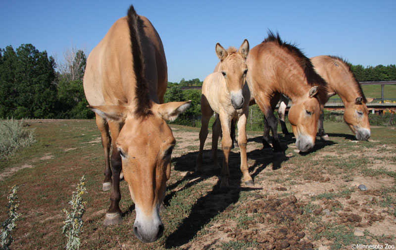 Przewalski's Horse