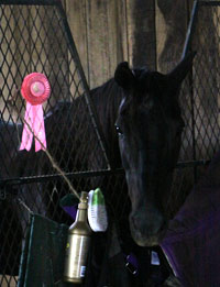 Snoopy's dressage ribbon