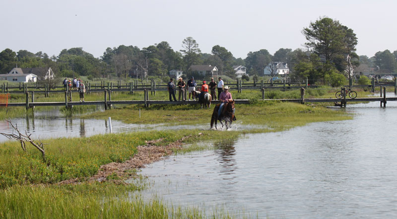 Chincoteague Ponies