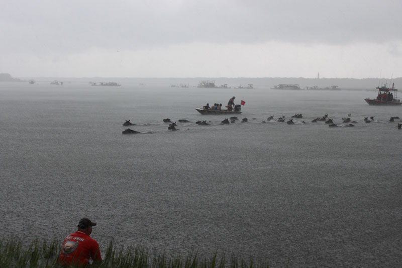 Chincoteague Ponies