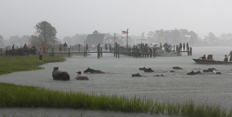 Chincoteague Ponies