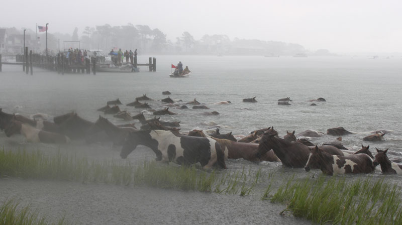 Chincoteague Ponies