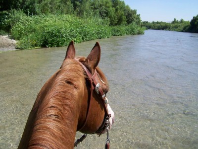 Life with Horses - My Handy Dandy Guide to Summertime Trail Rides