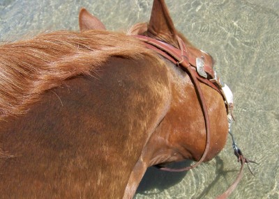 Life with Horses - My Handy Dandy Guide to Summertime Trail Rides