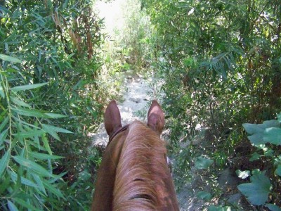 Life with Horses - My Handy Dandy Guide to Summertime Trail Rides