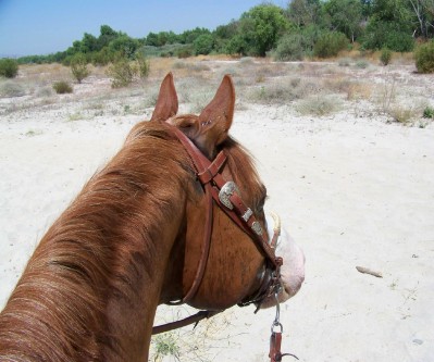 Life with Horses - My Handy Dandy Guide to Summertime Trail Rides