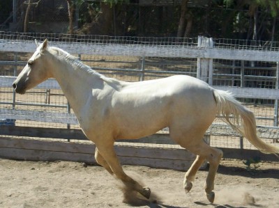 Life with Horses - Or He Could be a Plow Horse