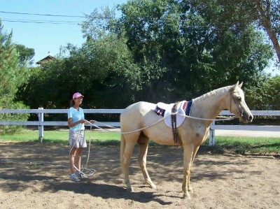 Life with Horses - Or He Could be a Plow Horse