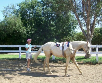 Life with Horses - Or He Could be a Plow Horse