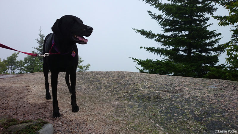 Brit at Acadia