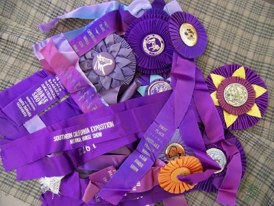 Purple ribbons