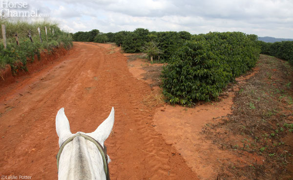 Brazilian Landscape