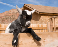The Near Side - Herding…Goats