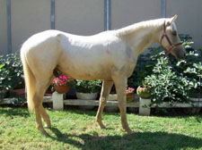 Life with Horses - Cowboy Clean-Up Day