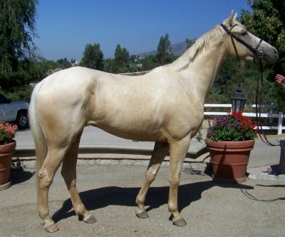 Palomino gelding Cowboy