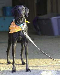 Brit the Barn Dog