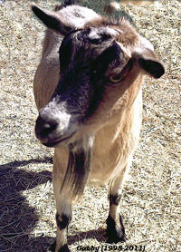 Gabby the Goat