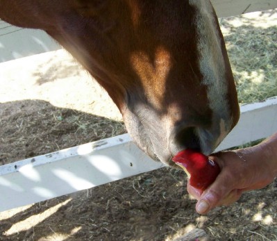 Life with Horses - An Apple from the Queen