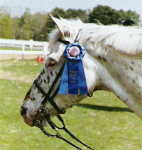 Polly Sue at a show