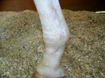 $600 fetlock