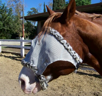 Life with Horses - When Husbands Handle the Horses