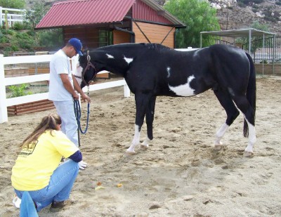 Life with Horses - When is a Gelding Not a Gelding?