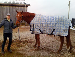 Argyle horse blanket