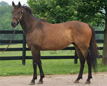 KyEHC Horse of the Week: Accreditation (AC)