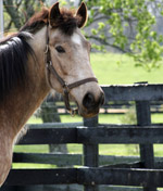 Once a horse has its adoption papers filled out by someone, they are saddled up by potential owners