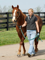 Numerous volunteers helped bring horses up to show to potential adopters