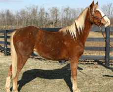 Bill at the Kentucky Equine Humane Center