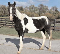 KyEHC Horse of the Week: Birda