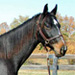 KyEHC Horse of the Week: Blackie