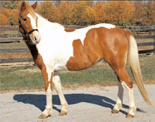 KyEHC Horse of the Week: Dixie Cup