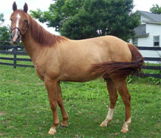 KyEHC Horse of the Week: Shadow