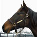 KyEHC Horse of the Week: Flutterby