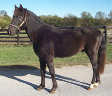 Hershey Kiss was rescued from being put down and was adopted from the KyEHC