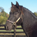 KyEHC Horse of the Week: Hershey Kiss