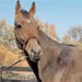 KyEHC Horse of the Week: Magnify