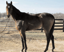 Margie at the Kentucky Equine Humane Center