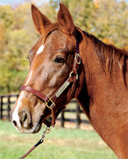 Molly, KyEHC Horse of the Week