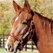 KyEHC Horse of the Week: Molly