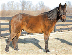 Quincy at the Kentucky Equine Humane Center