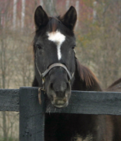 Rachel, an aged Thoroughbred a permanent resident of the KyEHC