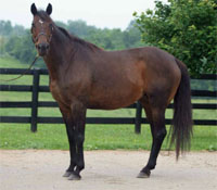 KyEHC Horse of the Week: Sassiness