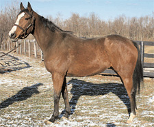 KyEHC Horse of the Week: Spurt